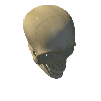 human skull R high prefab